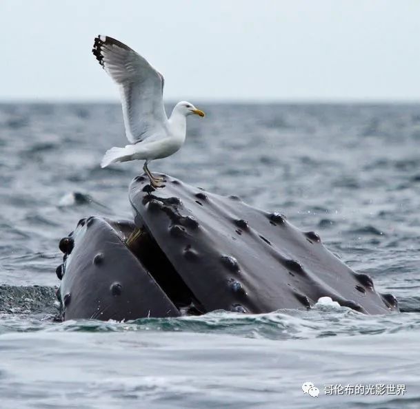 鯨鳥冬季購物熱，轉(zhuǎn)運隔岸送溫暖__鯨鳥冬季購物熱，轉(zhuǎn)運隔岸送溫暖