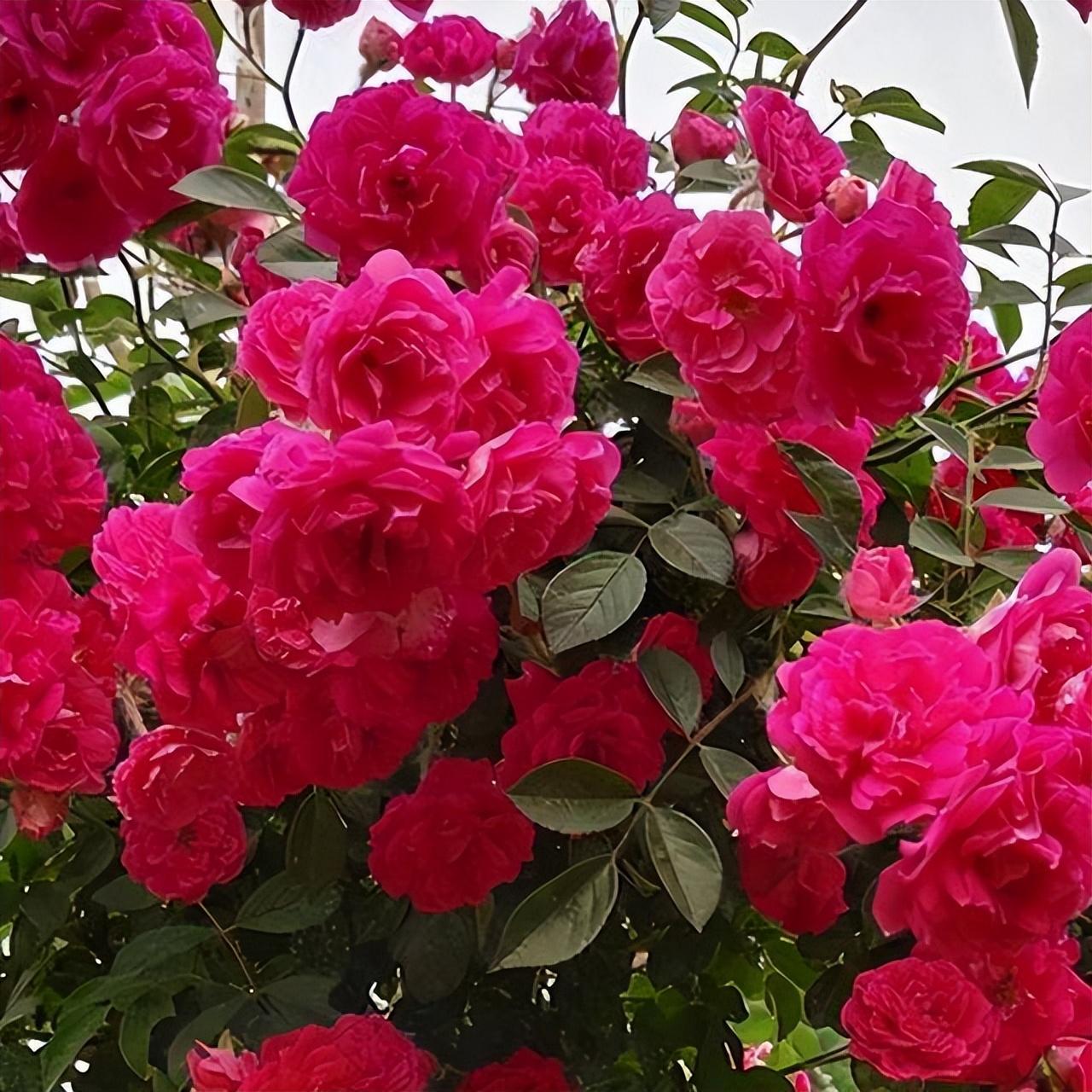 廈門院子裝修_廈門裝修院子價格多少_廈門裝修院子效果圖