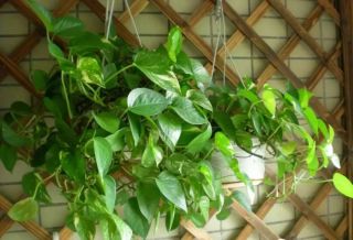 廈門辦公室綠植怎么選？適合擺放辦公室的6大類綠植！