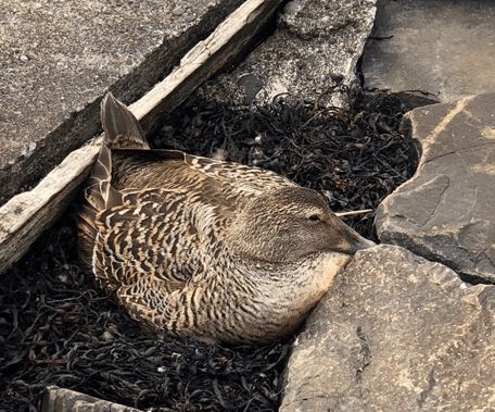 寒冬將至，冰島雁鴨絨供不應(yīng)求年產(chǎn)量?jī)H3000公斤，King Eider冰島雁鴨絨珍奢床品帶來(lái)溫暖好眠