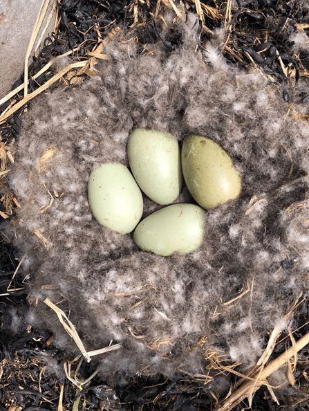 寒冬將至，冰島雁鴨絨供不應(yīng)求年產(chǎn)量?jī)H3000公斤，King Eider冰島雁鴨絨珍奢床品帶來(lái)溫暖好眠