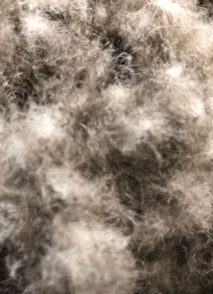 寒冬將至，冰島雁鴨絨供不應(yīng)求年產(chǎn)量?jī)H3000公斤，King Eider冰島雁鴨絨珍奢床品帶來(lái)溫暖好眠