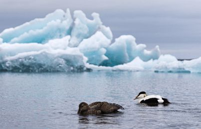 寒冬將至，冰島雁鴨絨供不應(yīng)求年產(chǎn)量?jī)H3000公斤，King Eider冰島雁鴨絨珍奢床品帶來(lái)溫暖好眠