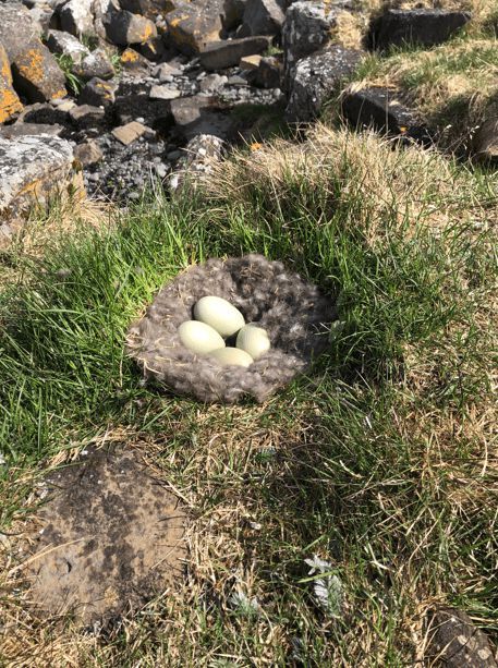 寒冬將至，冰島雁鴨絨供不應(yīng)求年產(chǎn)量?jī)H3000公斤，King Eider冰島雁鴨絨珍奢床品帶來(lái)溫暖好眠